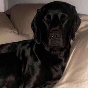 Meet your Posher, Harley